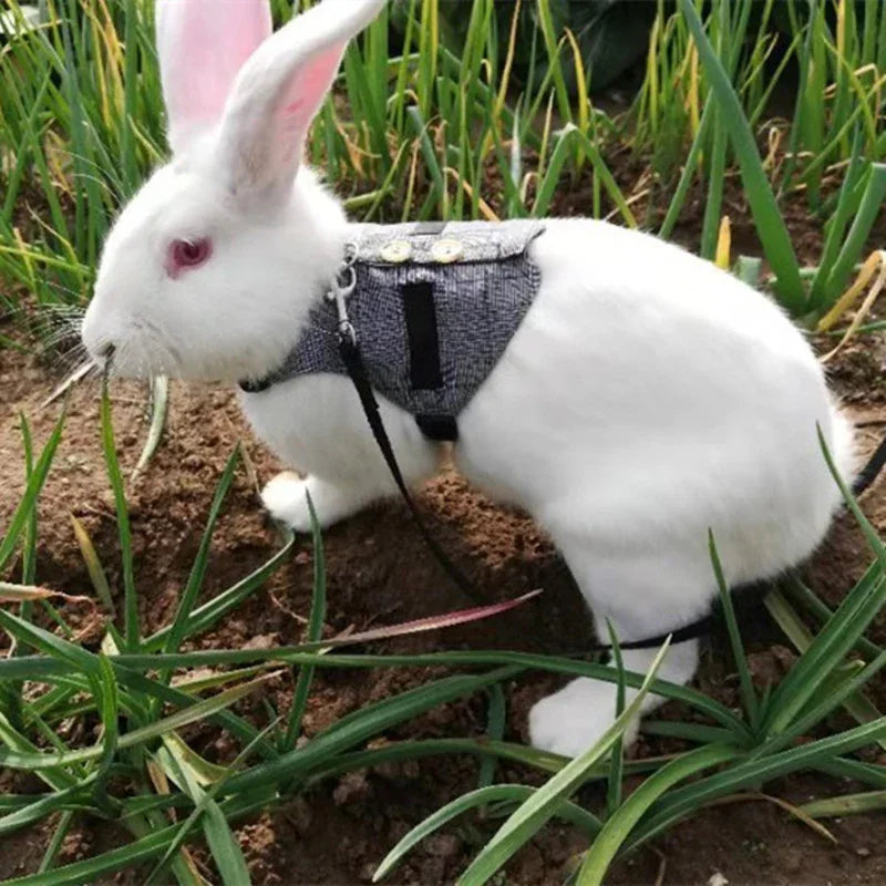 Rabbit leash rabbit dress - Mooth Shop